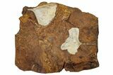 Two Fossil Ginkgo Leaves From North Dakota - Paleocene #262341-1